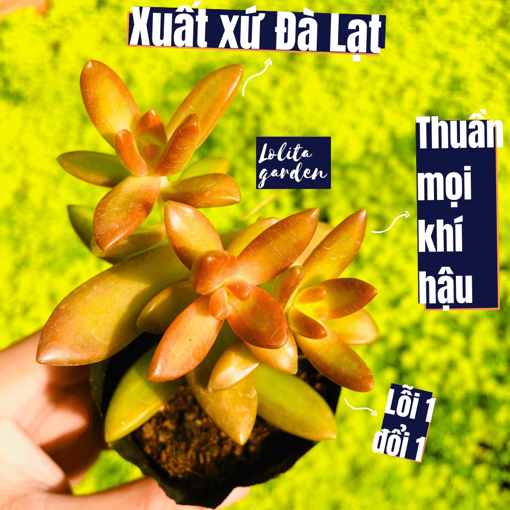 Sen đá đá cam Đà Lạt size bé cây cảnh trang trí nhà cửa Lolita garden