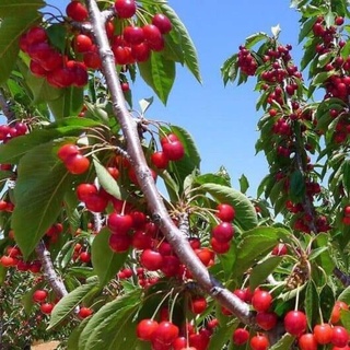 cây giống cherry anh đào
