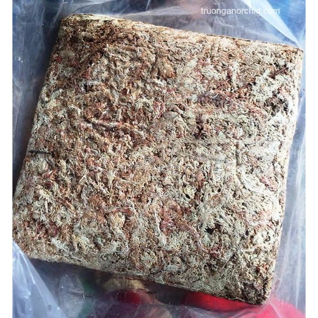 100GR DỚN TRẮNG CHILE - 1 BAO