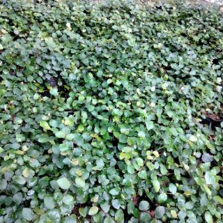 Cây vảy ốc leo tường nhiều thân siêu sinh trưởng ở mọi điều kiện sống