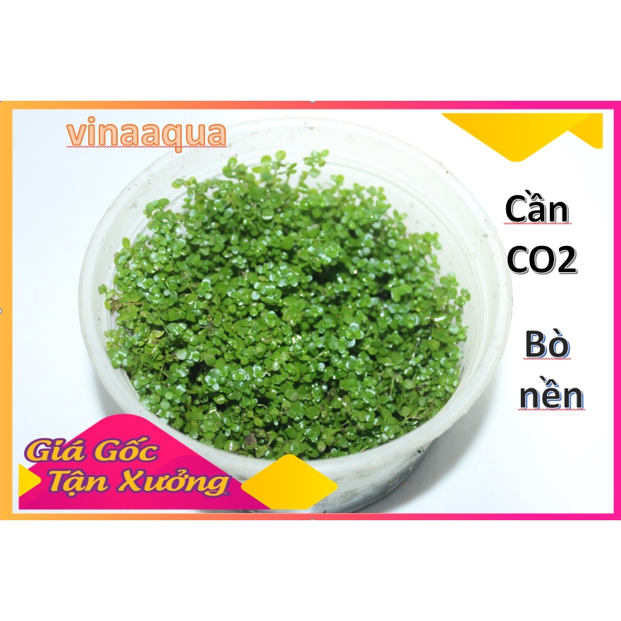 Cây thủy sinh trải nền Trân châu ngọc trai trồng cạn 1 hũ Vinaaqua_ cho hồ thủy sinh, bể thủy sinh.