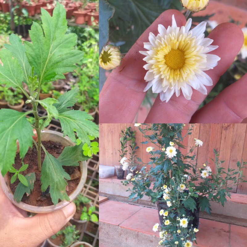 Cúc Tiểu Thư, Cúc trồng lâu năm, dễ chăm dễ sống, ko sâu bệnh dành cho người mới chơi