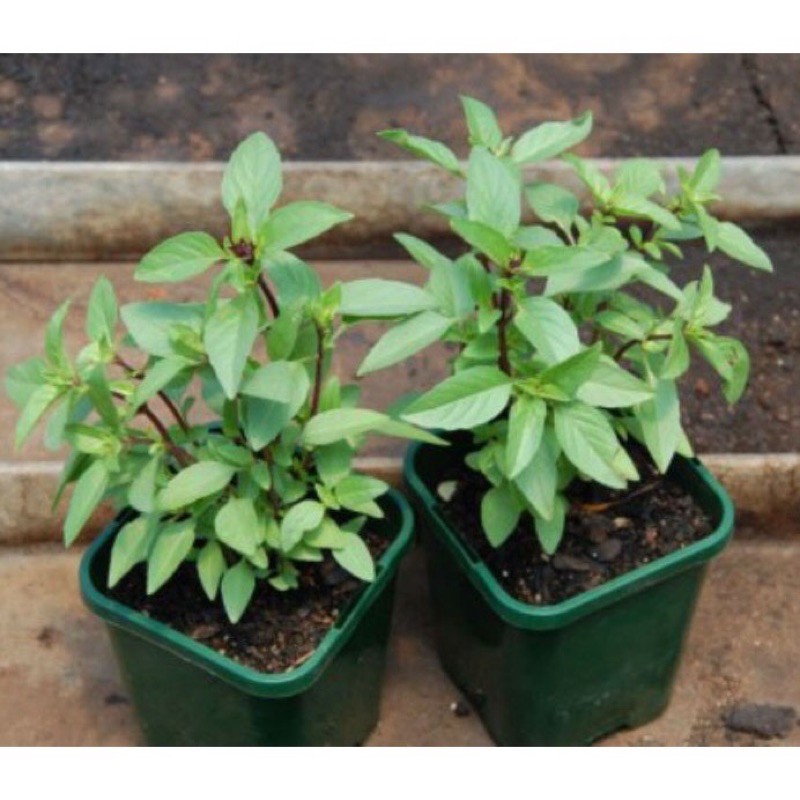 Hạt Giống Rau Húng Quế | Rau Gia Vị | SL: 10gram