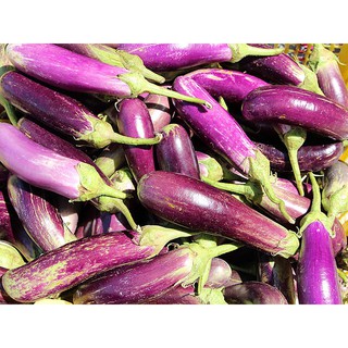 1g Hạt giống Cà tím   