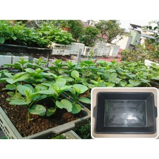Bộ 10 KHAY TRỒNG RAU 50x38x9 CM