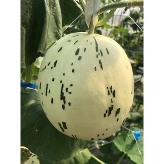 Hạt giống dưa cẩm ngọc f1