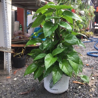 Trầu bà trụ ( chậu nhựa )