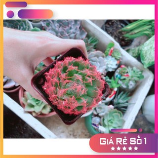 Sen Đá Dạ Quang Đỏ Sen Đá Kim Cương Sen Đá Guốc