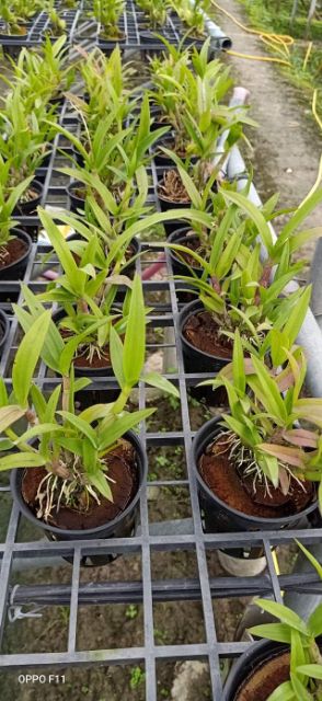 Hoa lan denro yaya mặt cười