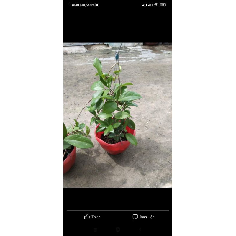 Lan cẩm cù đỏ cây trưởng thành