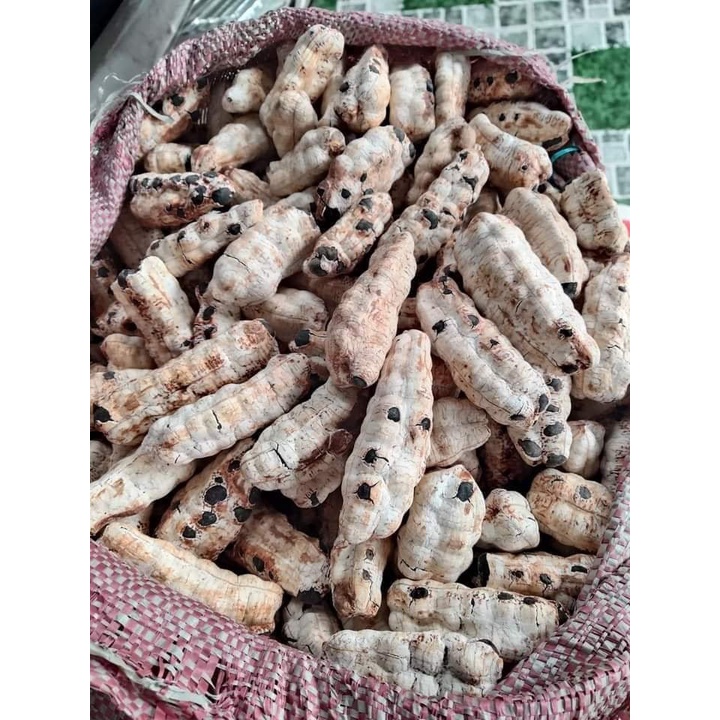Hạt Giống Cây Chuối Cô Đơn  Chuối Cô Đơn) KN12- Gói 50 hạt