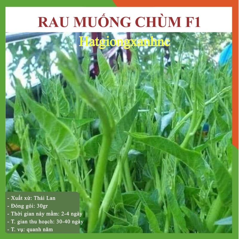 Hạt giống rau muống nước siêu ngọn Thái lan F1, Gói 30 Gram, Rau củ quả trồng sân thượng, tại vườn, ban công.