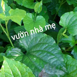 Cây lá lốt vườn