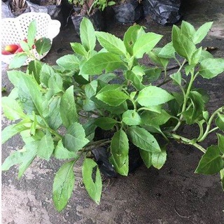 Rau Bớp (Bầu Đất) Giống 05Cây sp2