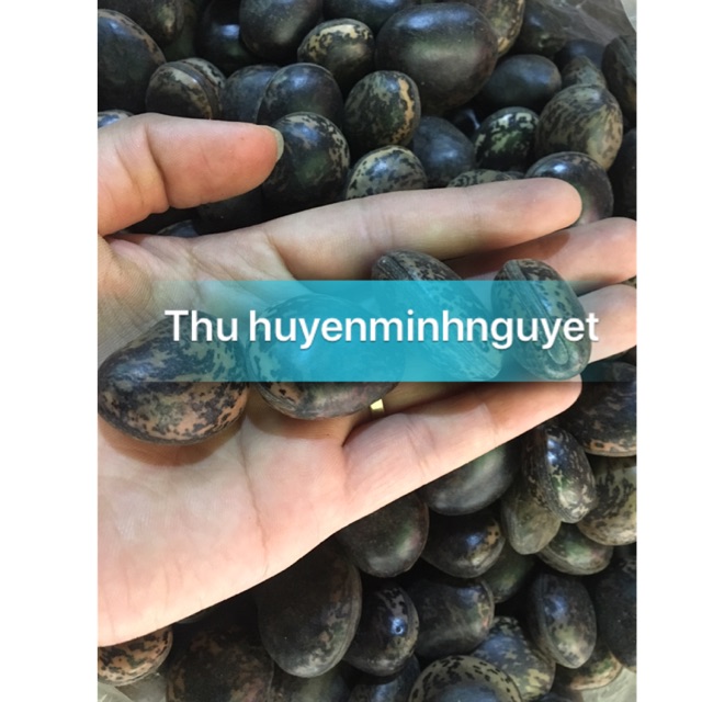 Hạt đậu hút độc(đậu lào - 12 hạt)