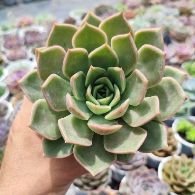 Sen Đá Đế Vương Xám Size Trung 10-12cm, Vườn Sen Đá PANDAA GARDEN Đà Lạt Khoẻ Đẹp, Thích Nghi Mọi Khí Hậu, Lỗi 1 Đổi 1