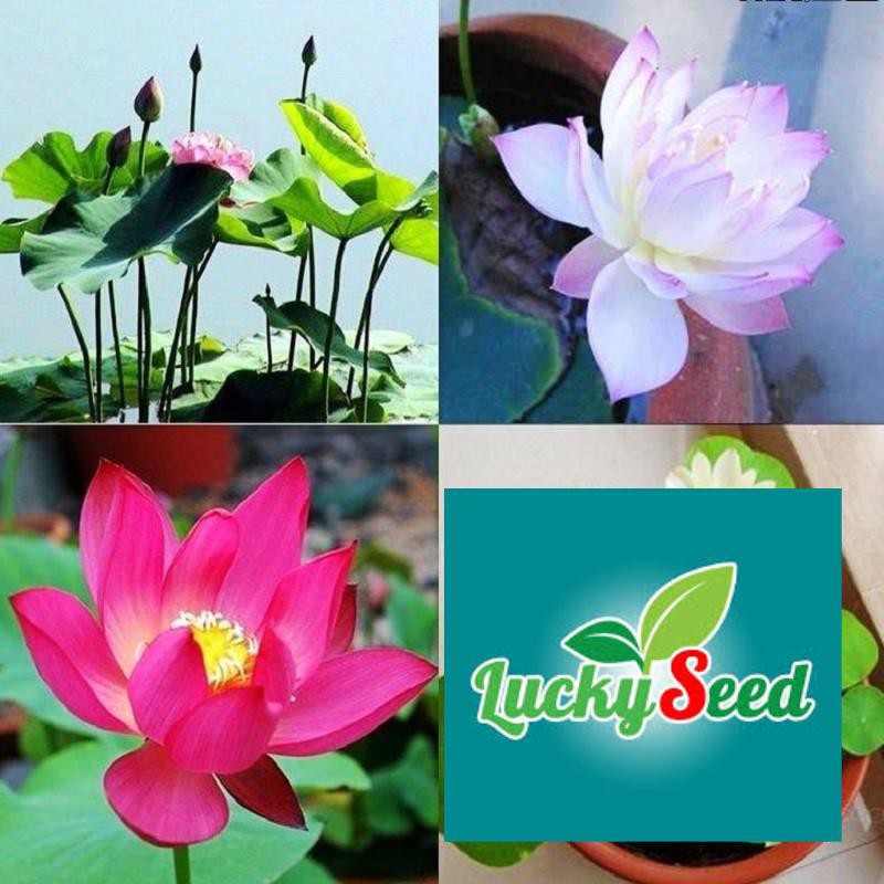 Gói 10 hạt giống sen nhật mini LUCKYSEED