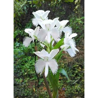 Cây bạch hạc hải âu