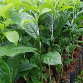 CÂY DỔI GIỐNG
