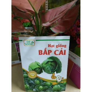 Hạt giống bắp cải siêu ngọt - Rau củ quả trồng tại vườn, sân thượng