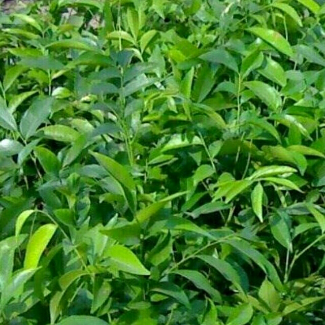 combo 2 cây mắc mật