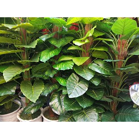 Cây trầu bà 63 lá cao 1.5m loại đẹp không bao gồm chậu