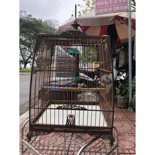 lồng thái đấu chào mào