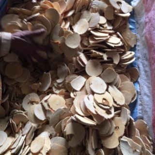CÂY MẬT NHÂN BÁ BỆNH