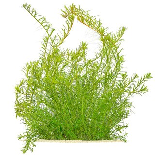 Cây Thủy Sinh Rotala Periya