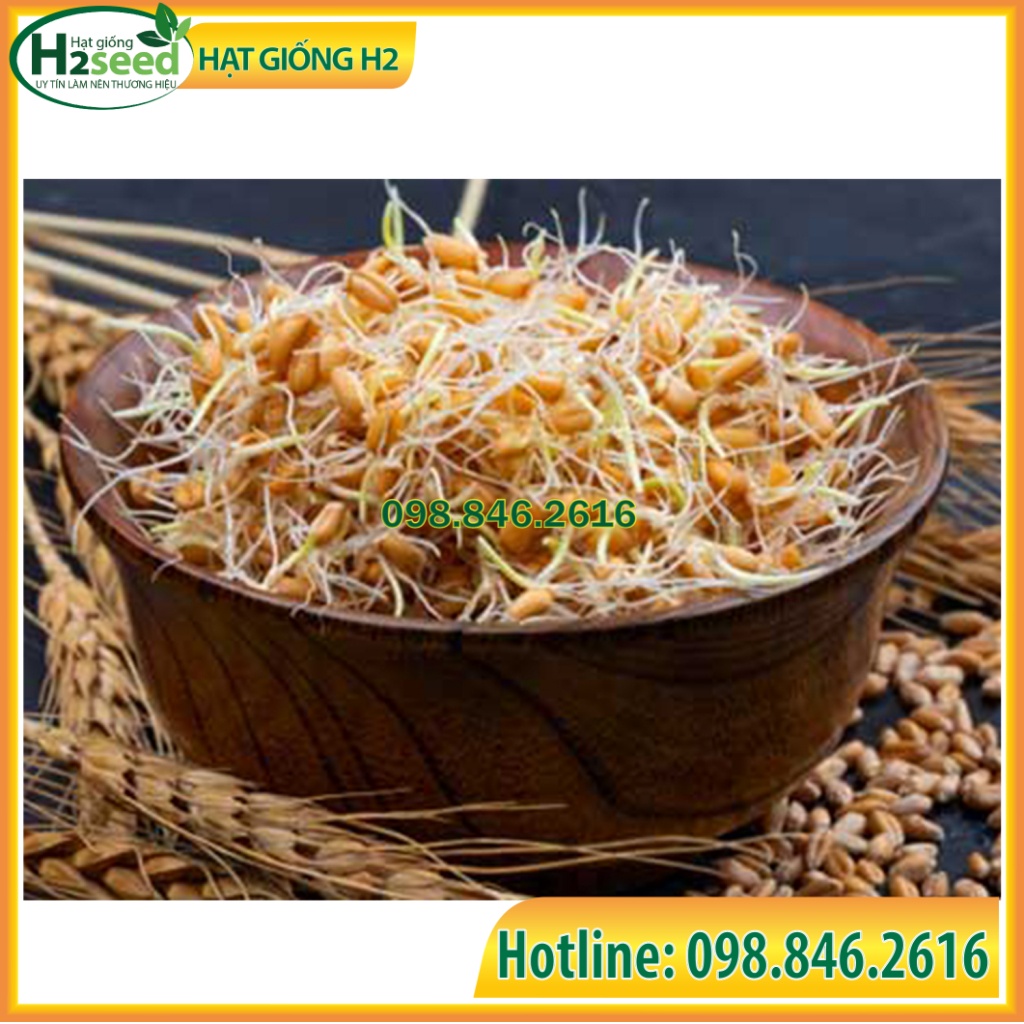 Gói 100g Hạt mầm lúa mỳ chất lượng cao, nảy mầm tôt, thu hoạch nhanh sau 6 ngày