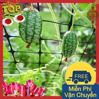 Combo 2 Gói Hạt Giống Dưa Hấu Mini