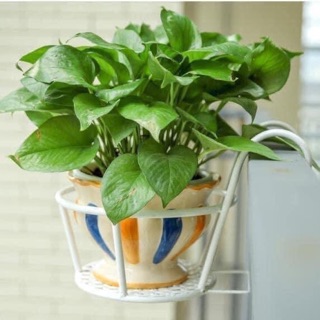 Giỏ treo cây ban công