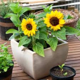 Gói 1000 hạt giống hoa hướng dương lùn vàng