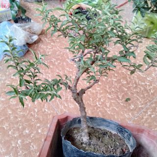 Cây ổi lá rí bonsai