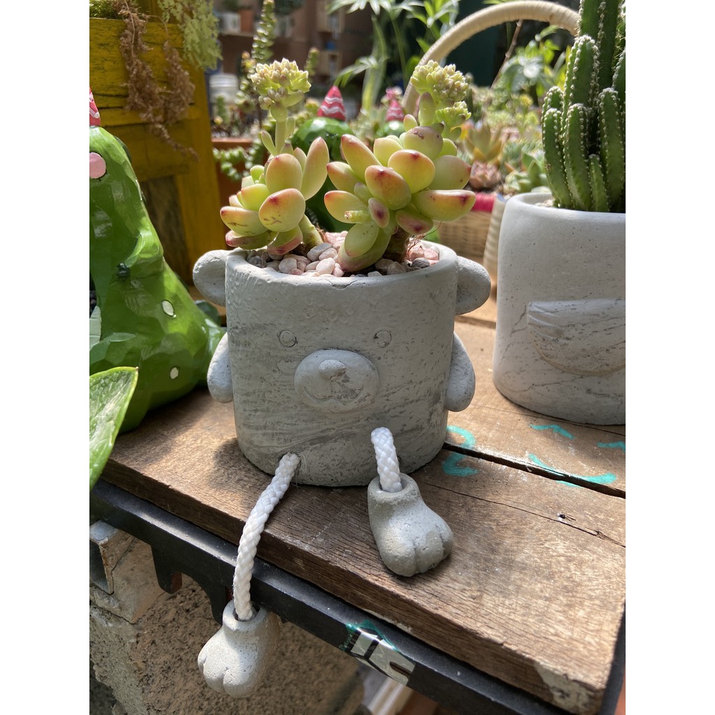 CHẬU XI MĂNG KÈM CÂY