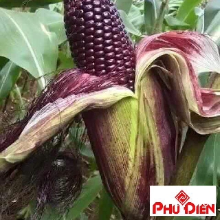 Hạt giống ngô tím 30 hạt  PHÚ ĐIỀN