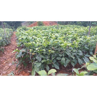 cây Giống chòi mòi ( cây ghép 18 tháng cho trái)