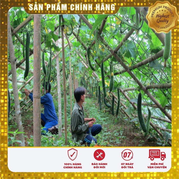 Hạt giống bí xanh cao sản (2gr)