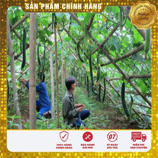 Hạt giống bí sặt cao sản - 2gr