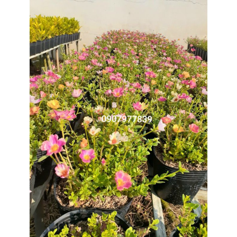 Chậu 10h sam nhiều màu
