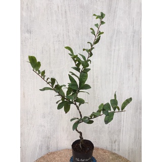 Mai Cúc Đọt Xanh