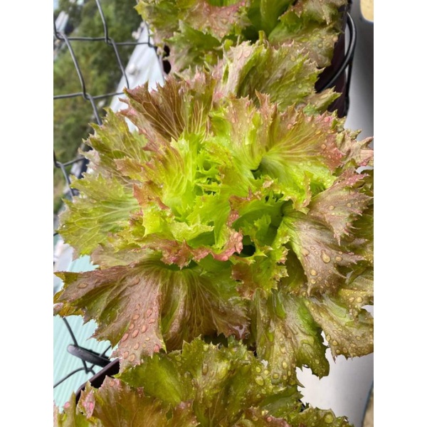 20 HẠT GIỐNG XÀ LÁCH THỦY TINH TÍM RUBYGO JOHNNY'S SEEDS