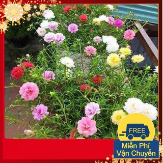 Hạt Giống Hoa Mười Giờ Mỹ Kép Mix
