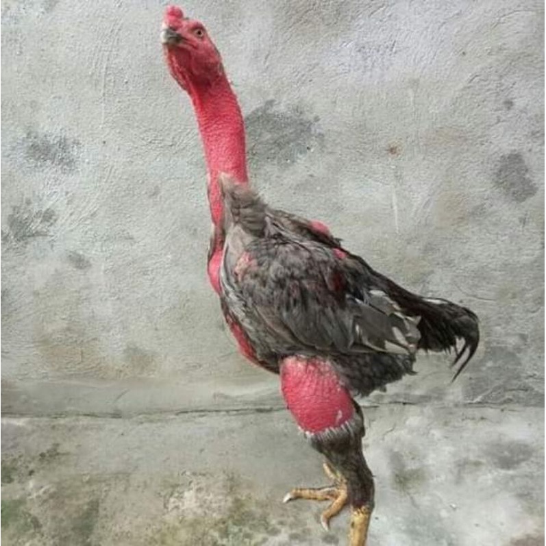Trứng gà chọi giống về ấp