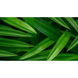 Lá dứa, lá nếp khô thơm mát (100gram-200gram)