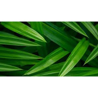 Lá dứa, lá nếp khô thơm mát (100gram-200gram)