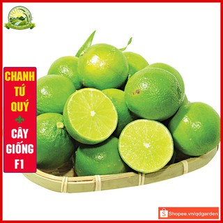 Cây chanh tứ quý không hạt (cây con giống F1) trồng được trên nhiều loại đất quả quanh năm trồng 1 lần ăn cả đời - QD42