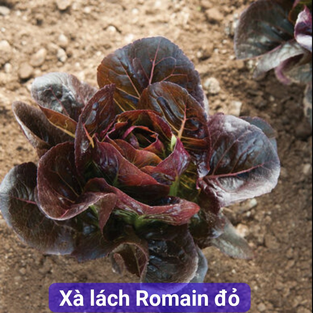 Hạt giống xà lách romaine đỏ 0,2gr