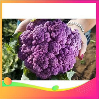 Hạt Giống Súp Lơ Tím - 10 Hạt VIETGAR