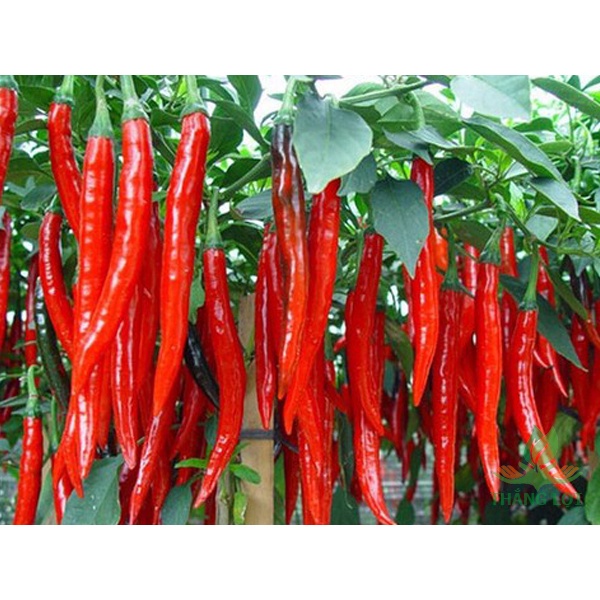 Hạt giống ớt sừng đỏ trái dài cao sản - Túi 1gam - Shop hoa cây cảnh Hà Nội